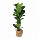 Ficus Lyrata (90cm, Ø21cm), Stylingbeispiel im Übertopf (Übertopf nicht enthalten)