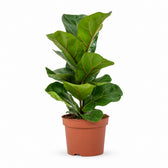 Ficus Lyrata im Kulturtopf