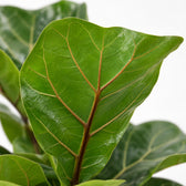 Ficus Lyrata, Nahaufnahme Blatt