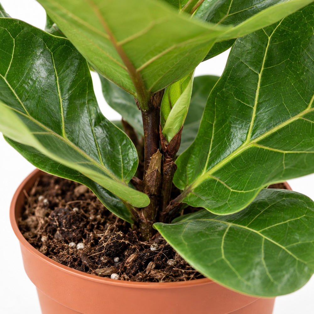 Ficus Lyrata, Nahaufnahme Wuchs und Triebansatz