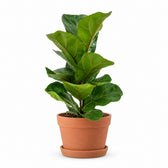 Ficus Lyrata (30cm, Ø12cm), Stylingbeispiel im Übertopf (Übertopf nicht enthalten)