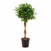 Ficus Microcarpa Moclame (110cm, Ø23cm) im Kulturtopf