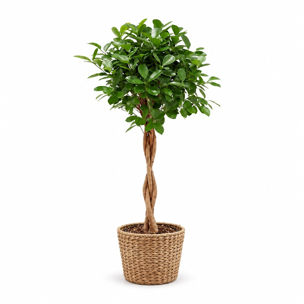 Ficus Microcarpa Moclame (110cm, Ø23cm), Stylingbeispiel im Übertopf (Übertopf nicht enthalten)