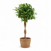 Ficus Microcarpa Moclame (110cm, Ø23cm), Stylingbeispiel im Übertopf (Übertopf nicht enthalten)