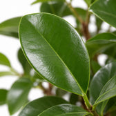Ficus Microcarpa Moclame, Nahaufnahme Blatt