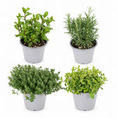Gartenkräuter-Mix (4 Stück) - 18cm im Kulturtopf