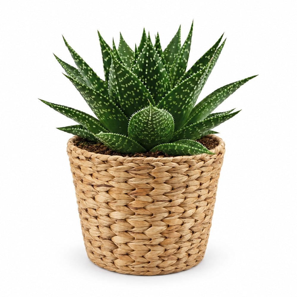 Gasteria Hybride Aurora (15cm, Ø11cm), Stylingbeispiel im Übertopf (Übertopf nicht enthalten)