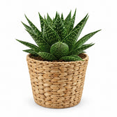 Gasteria Hybride Aurora (15cm, Ø11cm), Stylingbeispiel im Übertopf (Übertopf nicht enthalten)