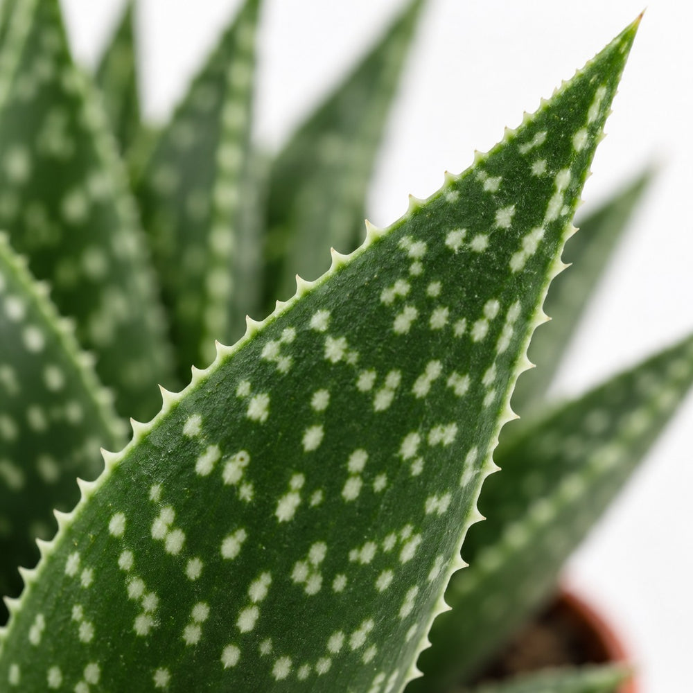 Gasteria Hybride Aurora, Nahaufnahme Blatt