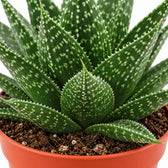 Gasteria Hybride Aurora, Nahaufnahme Wuchs und Triebansatz