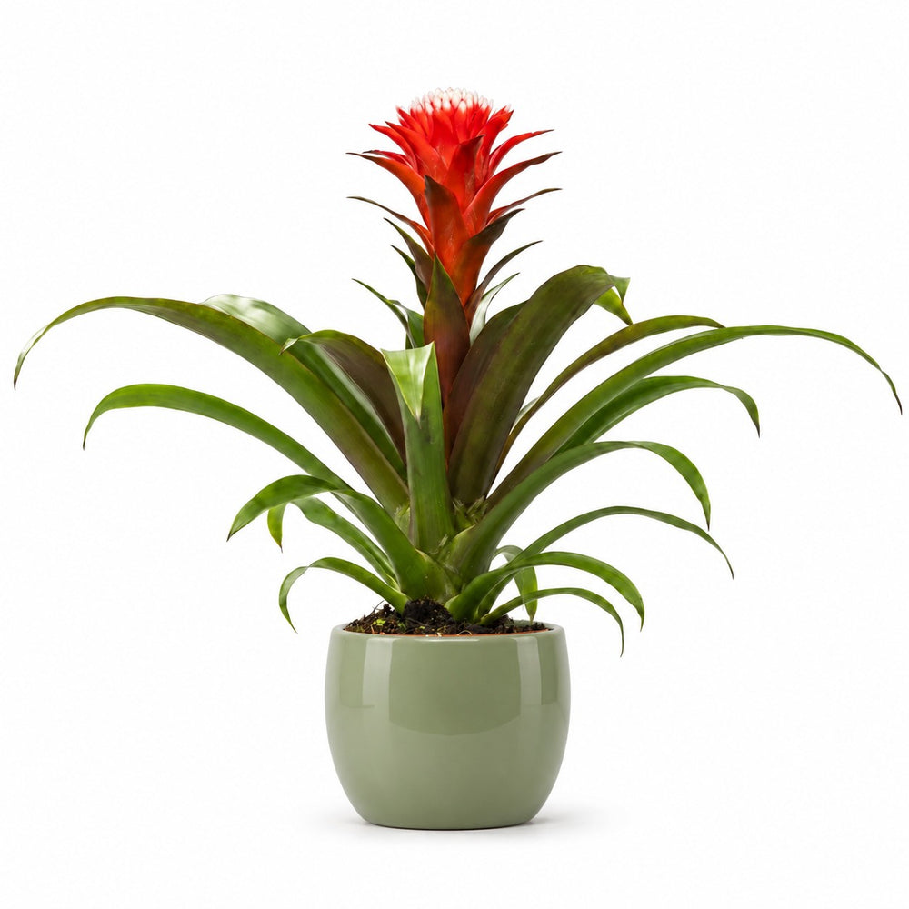 Guzmania Hope (40cm, Ø12cm), Stylingbeispiel im Übertopf (Übertopf nicht enthalten)