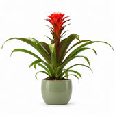 Guzmania Hope (40cm, Ø12cm), Stylingbeispiel im Übertopf (Übertopf nicht enthalten)