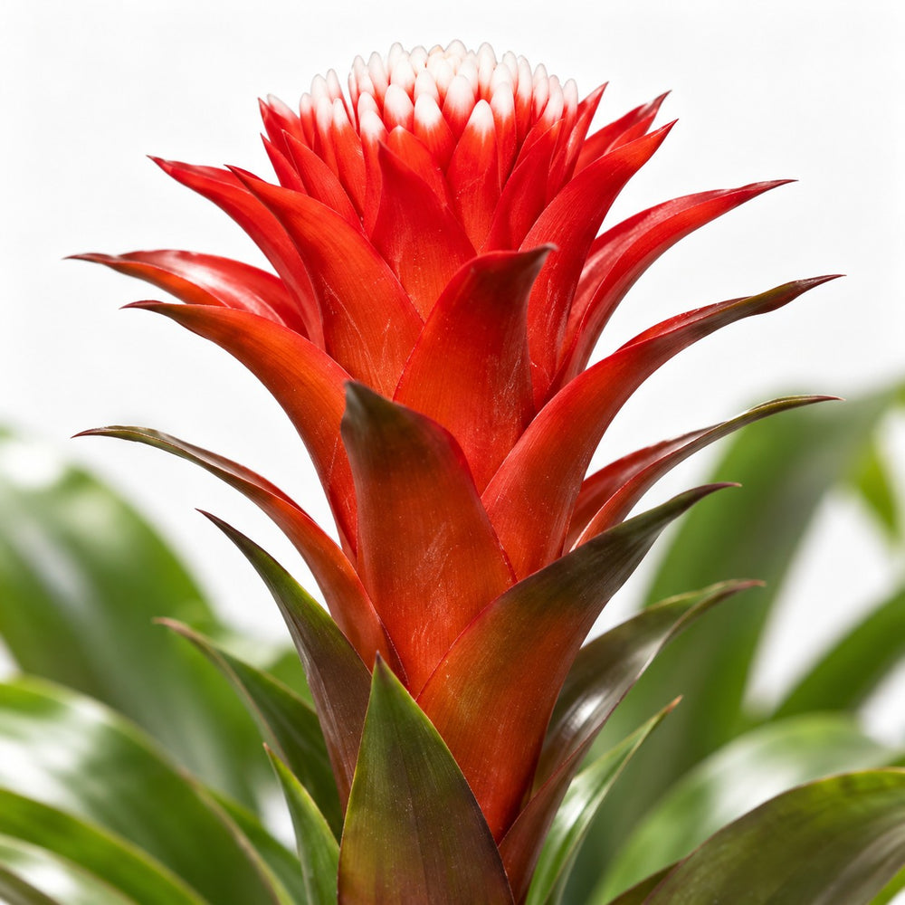 Guzmania Hope, Nahaufnahme Blatt