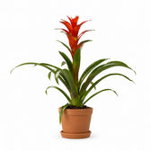Guzmania Ostara (45cm, Ø12cm), Stylingbeispiel im Übertopf (Übertopf nicht enthalten)