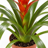 Guzmania Ostara, Nahaufnahme Wuchs und Triebansatz
