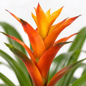 Guzmania Variada, Nahaufnahme Blatt