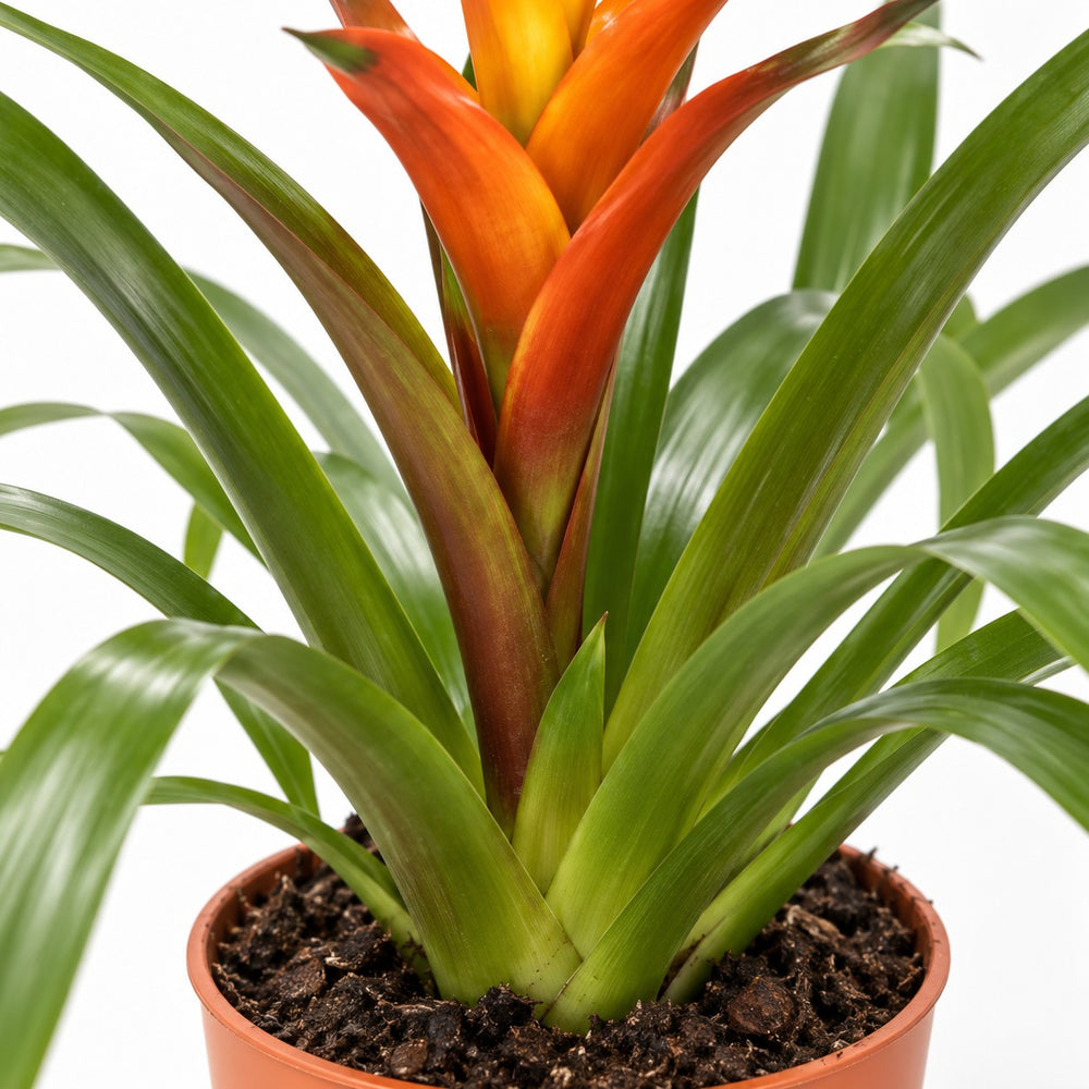 Guzmania Variada, Nahaufnahme Wuchs und Triebansatz