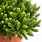 Hatiora Salicornioides, Nahaufnahme Blatt