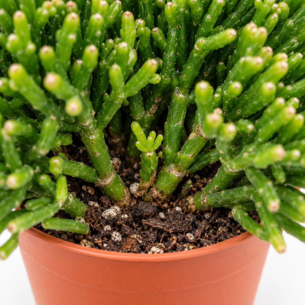 Hatiora Salicornioides, Nahaufnahme Wuchs und Triebansatz