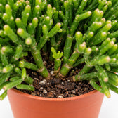 Hatiora Salicornioides, Nahaufnahme Wuchs und Triebansatz