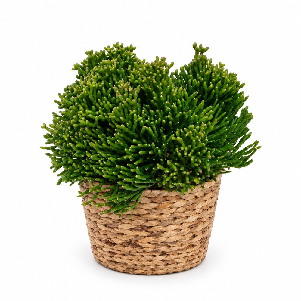 Hatiora Salicornioides - 15cm, Stylingbeispiel im Übertopf (Übertopf nicht enthalten)