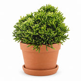 Hatiora Salicornioides (22cm, Ø12cm), Stylingbeispiel im Übertopf (Übertopf nicht enthalten)