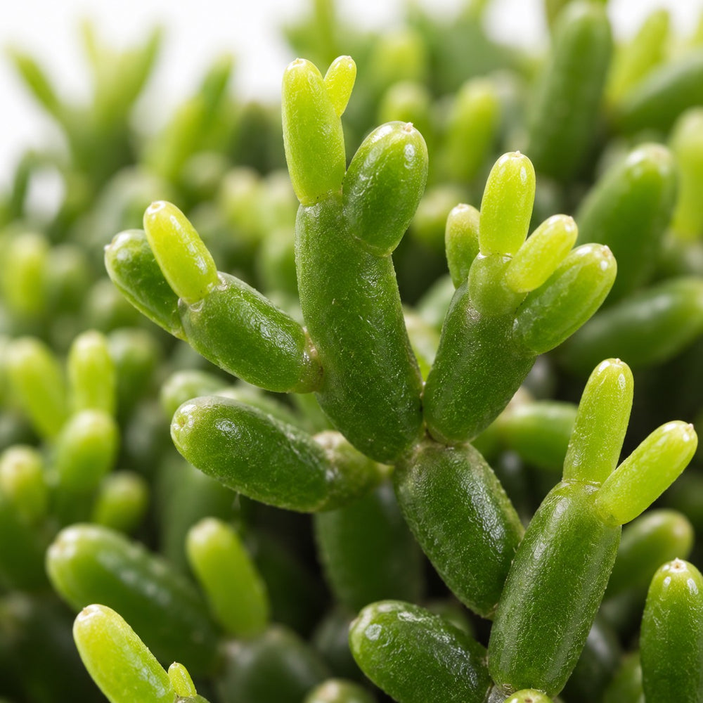 Hatiora Salicornioides, Nahaufnahme Blatt