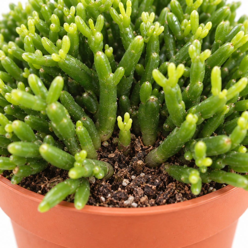 Hatiora Salicornioides, Nahaufnahme Wuchs und Triebansatz