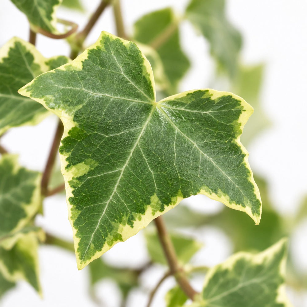 Hedera Helix Gold Child hängend, Nahaufnahme Blatt