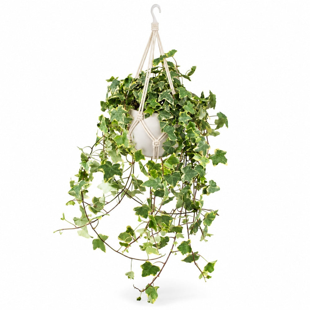 Hedera Helix Gold Child hängend, Stylingbeispiel im Übertopf (Übertopf nicht enthalten)