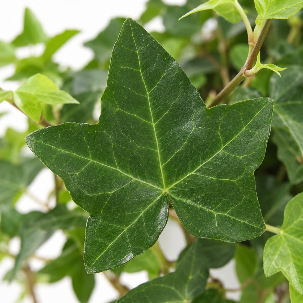 Hedera Helix hängend, Nahaufnahme Blatt