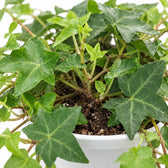 Hedera Helix hängend, Nahaufnahme Wuchs und Triebansatz