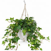 Hedera Helix hängend, Stylingbeispiel im Übertopf (Übertopf nicht enthalten)