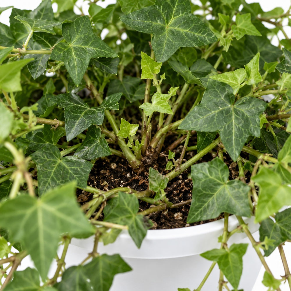 Hedera Helix Pittsburgh hängend (Ø17cm), Nahaufnahme Wuchs und Triebansatz