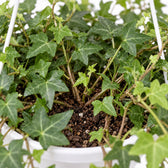 Hedera Helix Pittsburgh hängend (Ø24cm), Nahaufnahme Wuchs und Triebansatz