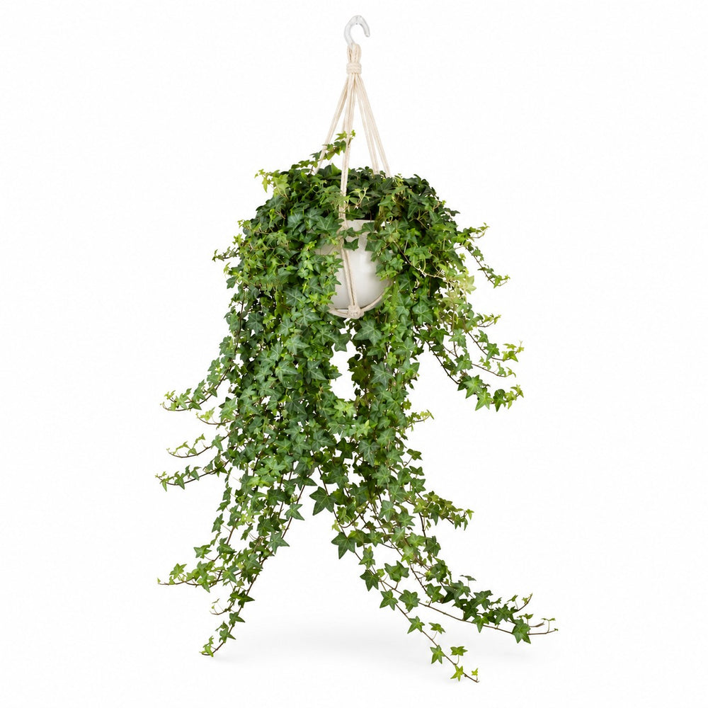 Hedera Helix Pittsburgh hängend (Ø24cm), Stylingbeispiel im Übertopf (Übertopf nicht enthalten)