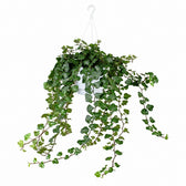 Hedera Wonder Green (70cm, Ø24cm) im Kulturtopf
