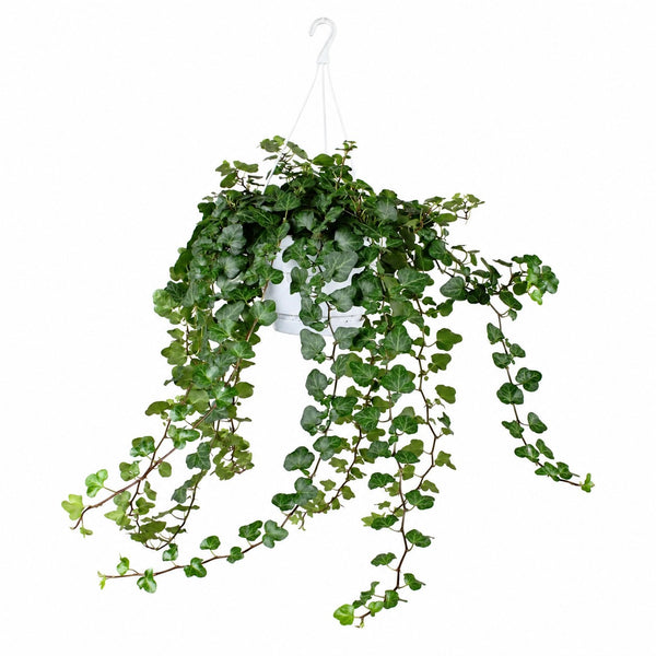Hedera Wonder Green (70cm, Ø24cm) im Kulturtopf