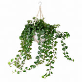 Hedera Wonder Green (70cm, Ø24cm), Stylingbeispiel im Übertopf (Übertopf nicht enthalten)