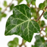Hedera Wonder Green, Nahaufnahme Blatt