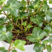 Hedera Wonder Green, Nahaufnahme Wuchs und Triebansatz