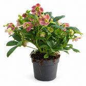 Helleborus Viv Victoria Christrose - 45cm im Kulturtopf