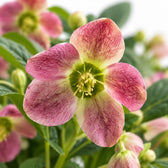 Helleborus Viv Victoria Christrose, Nahaufnahme Blatt