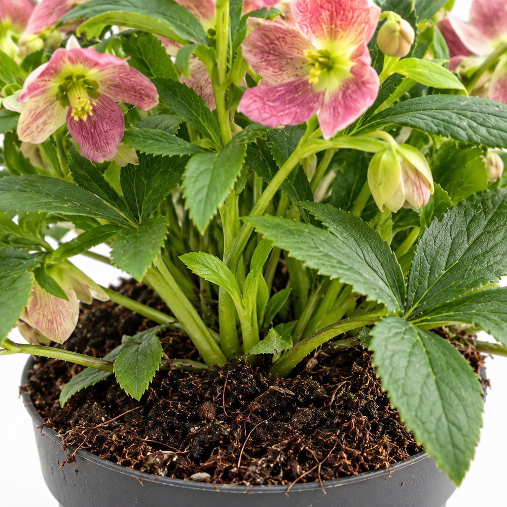 Helleborus Viv Victoria Christrose, Nahaufnahme Wuchs und Triebansatz