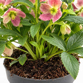 Helleborus Viv Victoria Christrose, Nahaufnahme Wuchs und Triebansatz
