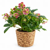 Helleborus Viv Victoria Christrose - 45cm, Stylingbeispiel im Übertopf (Übertopf nicht enthalten)