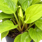 Homalomena Lemon Lime, Nahaufnahme Wuchs und Triebansatz