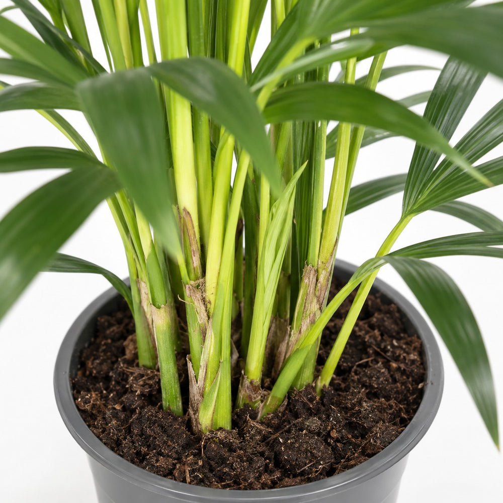 Howea Forsteriana (100cm, Ø21cm), Nahaufnahme Wuchs und Triebansatz
