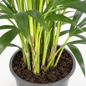 Howea Forsteriana (100cm, Ø21cm), Nahaufnahme Wuchs und Triebansatz