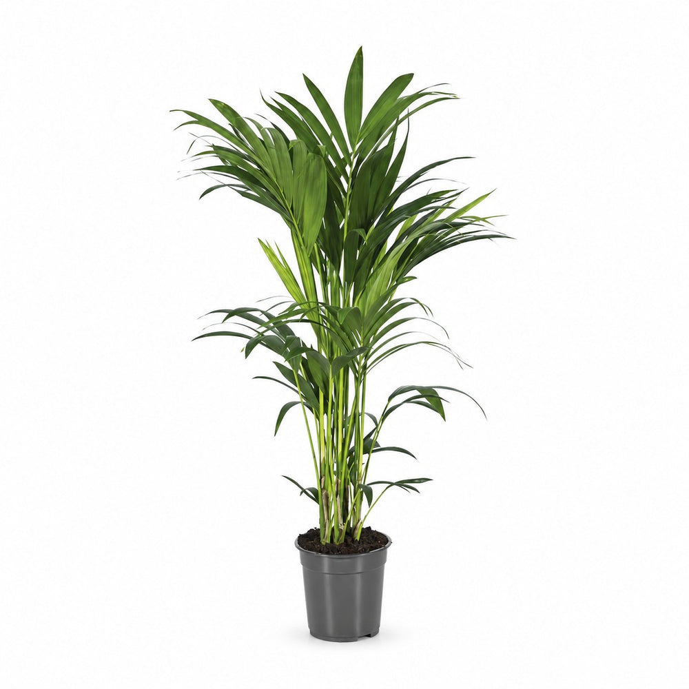 Howea Forsteriana (110cm, Ø21cm) im Kulturtopf